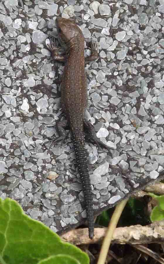 Common Lizard